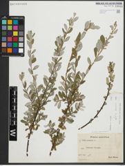 Foto von Salix repens subsp. repens L.